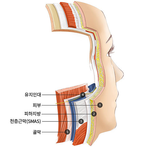 피부층